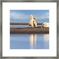 Polar Bear Cubs At Play #1 Framed Print