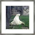 Polar Bear Splits Framed Print