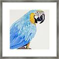 Polly Framed Print