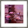 Pond Blossoms - Water Lilies Framed Print