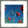 Poppies And Blue Framed Print