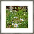 Poppies At The Gate Framed Print