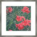 Poppies In A Field Framed Print
