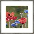 Poppies, Poppies Framed Print