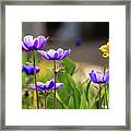 Poppy Anemone Flowers In A Spring Garden Framed Print