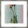 Poppy Framed Print