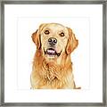 Portrait Happy Purebred Golden Retriever Dog Framed Print