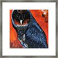 Portrait Of A Black Barn Owl Framed Print