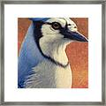 Portrait Of A Bluejay Framed Print