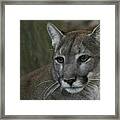 Portrait Of A Florida Panther Framed Print