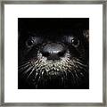 Portrait Of A River Otter Framed Print