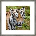 Portrait Of A Siberian Tiger Or Amur Tiger Looking At You Framed Print