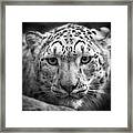 Portrait Of A Snow Leopard - B/w Framed Print