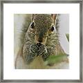Portrait Of A Squirrel Framed Print