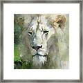 Portrait Of A White Lion Framed Print