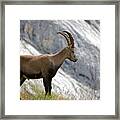 Portrait Of Standing Alpine Ibex (capra Ibex) Framed Print