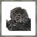 Portuguese Water Dog Toby Framed Print