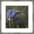 Posing Framed Print