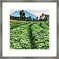 Potato Farm Batwa Trail Framed Print