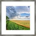 Prairie Perspectives -  Lone Tree And Wheat, Sunflowers Aside A Nd Trail Stretching To Infinity Framed Print