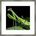 Praying Mantis Framed Print