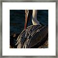 Preening Brown Pelican Framed Print