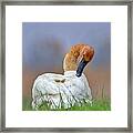 Preening Swan Framed Print