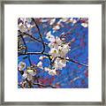 Pretty Cherry Blossoms Framed Print