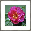 Pretty In Pink Camellia Flower After A Rain Framed Print