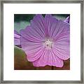 Pretty In Pink Framed Print