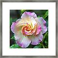 Pretty Rose Framed Print