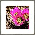 Prickly Pear Cactus Flowers Framed Print