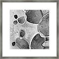 Prickly Pizazz 4 In Black And White Framed Print