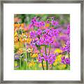 Primula Beesiana Flowers Framed Print