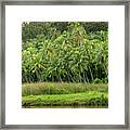 Private Palm Tree Garden Framed Print