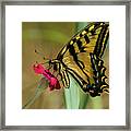 Profile Of Western Tiger Swallowtail Framed Print