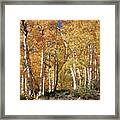 Prolific Aspens Framed Print