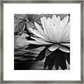 Promise Of Purity Framed Print