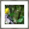 Prothonotary Warbler 3 Framed Print