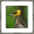 Prothonotary Warbler On Top Of The World Framed Print