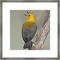 Prothonotary Warbler Framed Print
