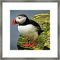 Puffin On Cliff Edge Framed Print