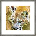 Puma Framed Print