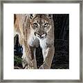 Puma Concolor Framed Print