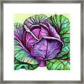 Purple Cabbage 5a Framed Print