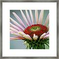 Purple Coneflower 3 Framed Print