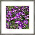 Purple Corncockle, 2 Framed Print