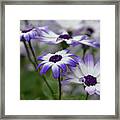 Purple Daisies Framed Print