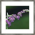 Purple Flowers Of A Butterfly Bush Framed Print