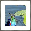 Purple Gallinule Framed Print